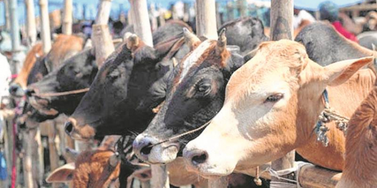 J&K govt to Provide Cattle to BPL Families