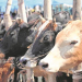 J&K govt to Provide Cattle to BPL Families