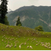 Kashmir: A Travel through heavenly abode