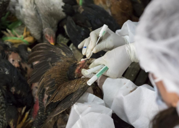 Surveillance for Avian Influenza started in Kashmir