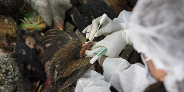 Surveillance for Avian Influenza started in Kashmir
