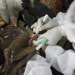 Surveillance for Avian Influenza started in Kashmir