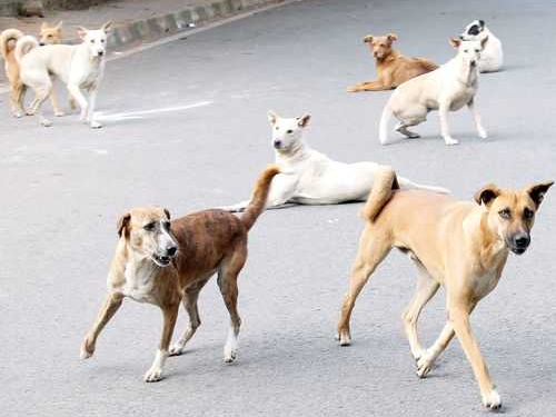 Stray Dog menace hits different parts of Srinagar District