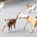 Stray Dog menace hits different parts of Srinagar District