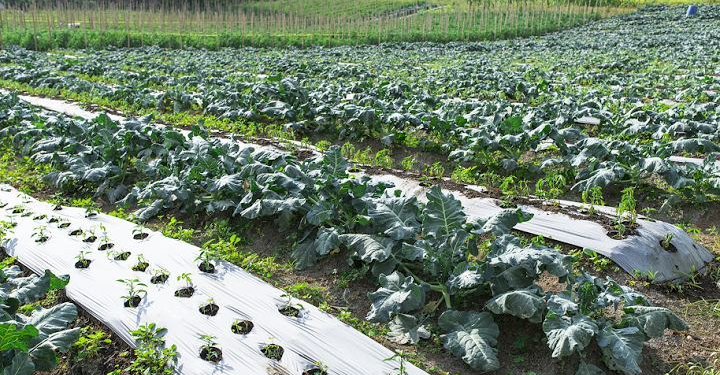 5500 hectares of high-density plantation to come up in J&K