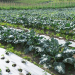5500 hectares of high-density plantation to come up in J&K