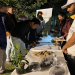 IIMCAA connection very special with plants distributed under Hariyali Kranti Campaign