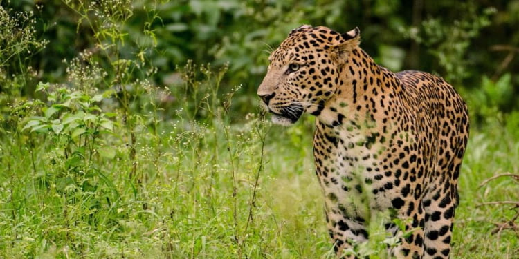 Leopard wrecks havoc on livestock of Parvaiz Ahmad Bhogra at Khanmoh area