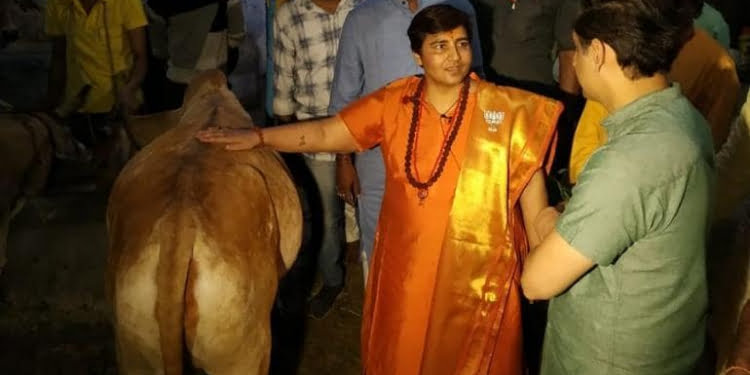 “I Drink Cow Urine Every Day, So Don’t Have Covid”: BJP MP Pragya Thakur