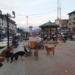 Historic Gantha Ghar Going to Stray Dogs