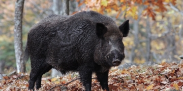 Wild boar sighted in Mallah Bagh, Ellahi Bagh areas