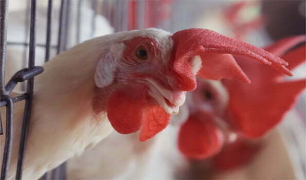 US confirms 1st human case of H5 bird flu