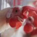 US confirms 1st human case of H5 bird flu