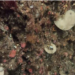 New Zealand sees record bleaching of sea sponges