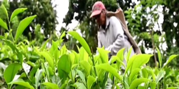 Sri Lanka tea industry may shut down