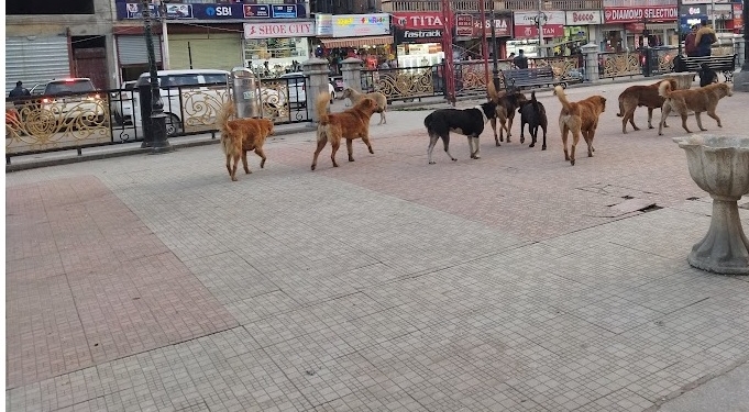 DOGS STERILIZATION IN SRINAGAR