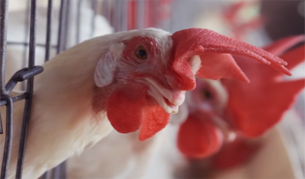 Japan to cull about 100,000 chickens following new bird flu outbreak – Ministry