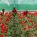 Five Day Workshop on Value Addition of Floricultural Crops under CSIR Floriculture Mission commences at CSIR-IIIM