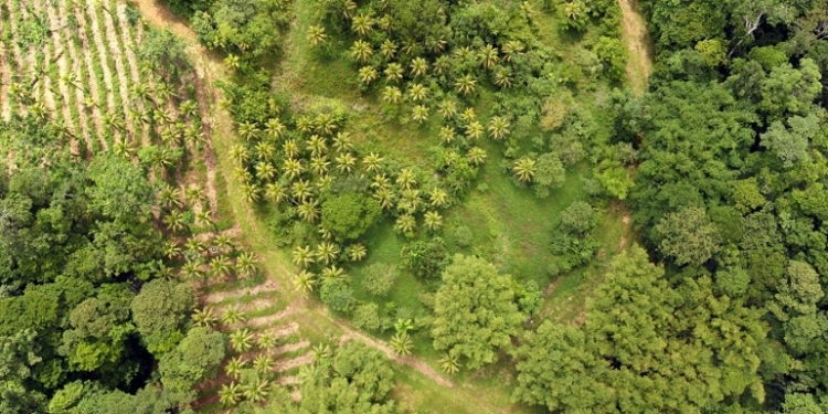 Agroforestry is the need of hour in Jammu and Kashmir 