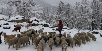 Wool Industry can be positive game changer for Jammu and Kashmir 