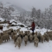 Wool Industry can be positive game changer for Jammu and Kashmir 