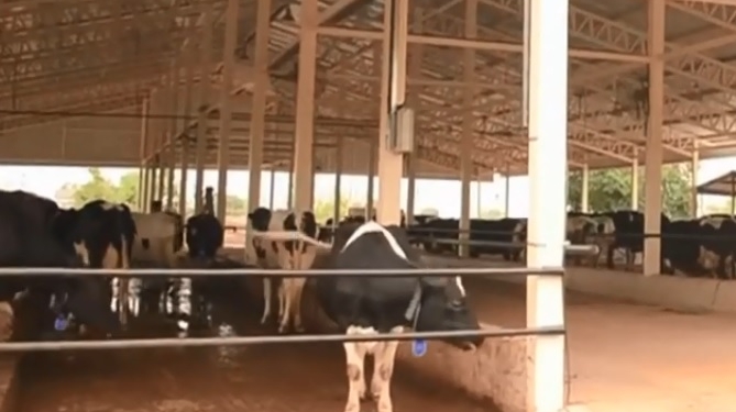 Cabinet approves extension of Animal Husbandry Infrastructure Development Fund