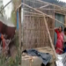 Jalpaiguri storm: Death toll rises to 5, hundreds injured in Bengal