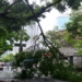 Over 620,000 affected by Typhoon Gaemi in east China province
