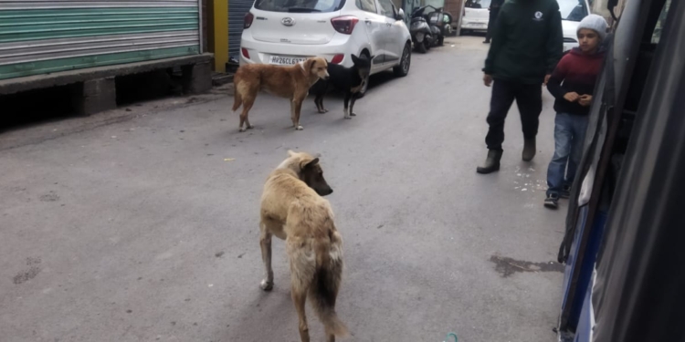 Stray Dog Problem in Maisuma taking horrendous turn