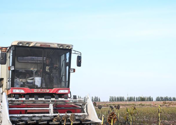 Small Chinese city reaps global success with sunflowers