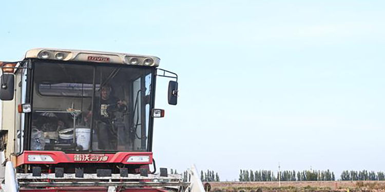 Small Chinese city reaps global success with sunflowers