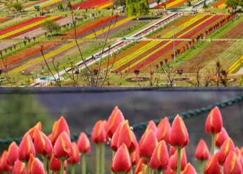 Tulip Garden witnesses huge rush, 17.2k Tourists visit Garden on inaugural day