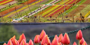 Tulip Garden witnesses huge rush, 17.2k Tourists visit Garden on inaugural day