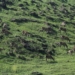 J&K tops in protected areas management; Rana lauds wildlife protection department