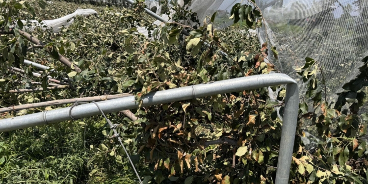 Faulty Trellis Systems Threaten Kashmir’s Apple Boom