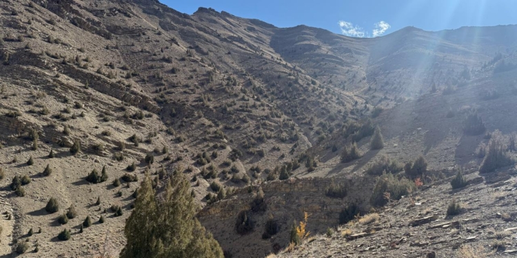 Inspection Aims to Boost Juniper Protection at Talma Brook