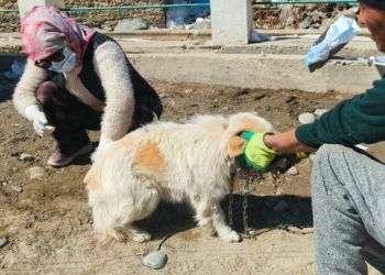Disease Outbreak Reported in Dogs in Zanskar; Animal Husbandry Department Initiates Preventive Measures
