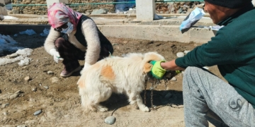 Disease Outbreak Reported in Dogs in Zanskar; Animal Husbandry Department Initiates Preventive Measures