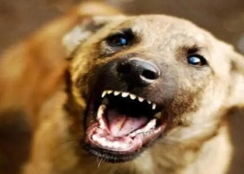Journalist Injured in Stray Dog Attack Near Amira Kadal Bridge
