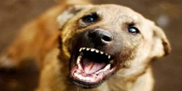 Journalist Injured in Stray Dog Attack Near Amira Kadal Bridge