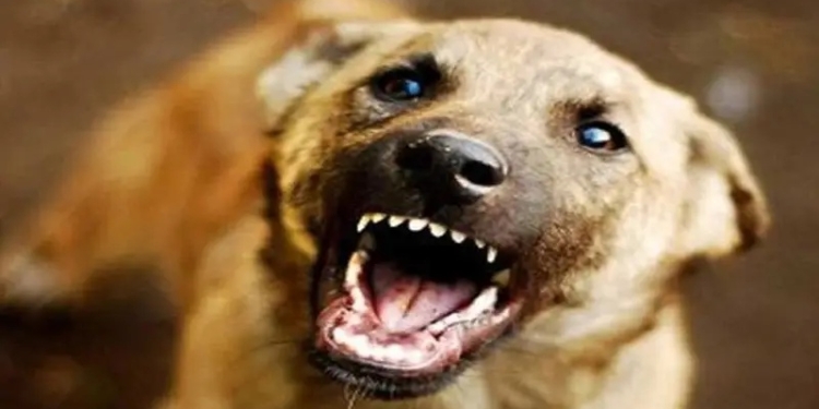 Journalist Injured in Stray Dog Attack Near Amira Kadal Bridge